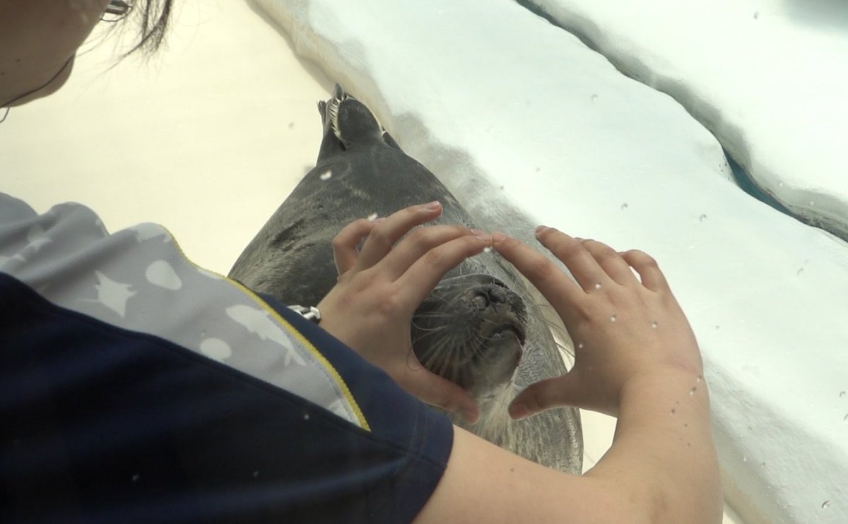 azrs_ymk's tweet image. 小顔なユキちゃん
2025.6
#海遊館
#ワモンアザラシ
#ユキ