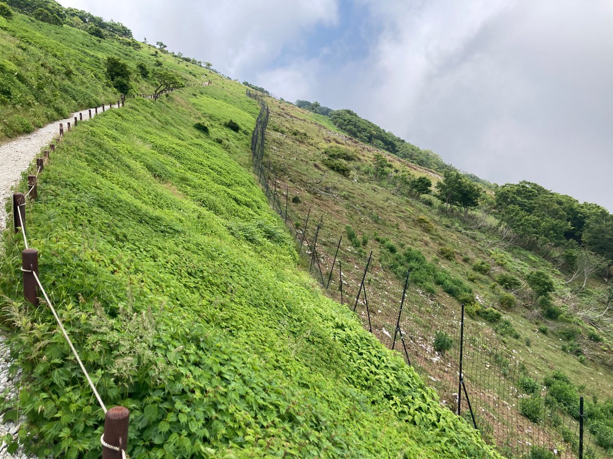 伊吹山には初めて登りましたが、聞いていた通りニホンジカの食害がすざまじかったです。
左は柵の中、右は柵の外。