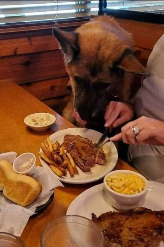 To everyone complaining about Texas Roadhouse allowing that dog who was deployed twice, to eat a steak in the restaurant on Veterans Day, I'd rather sit next to him than rowdy, bratty kids all day long. I can guarantee that dog is cleaner and more quiet. He isn’t up being allowed