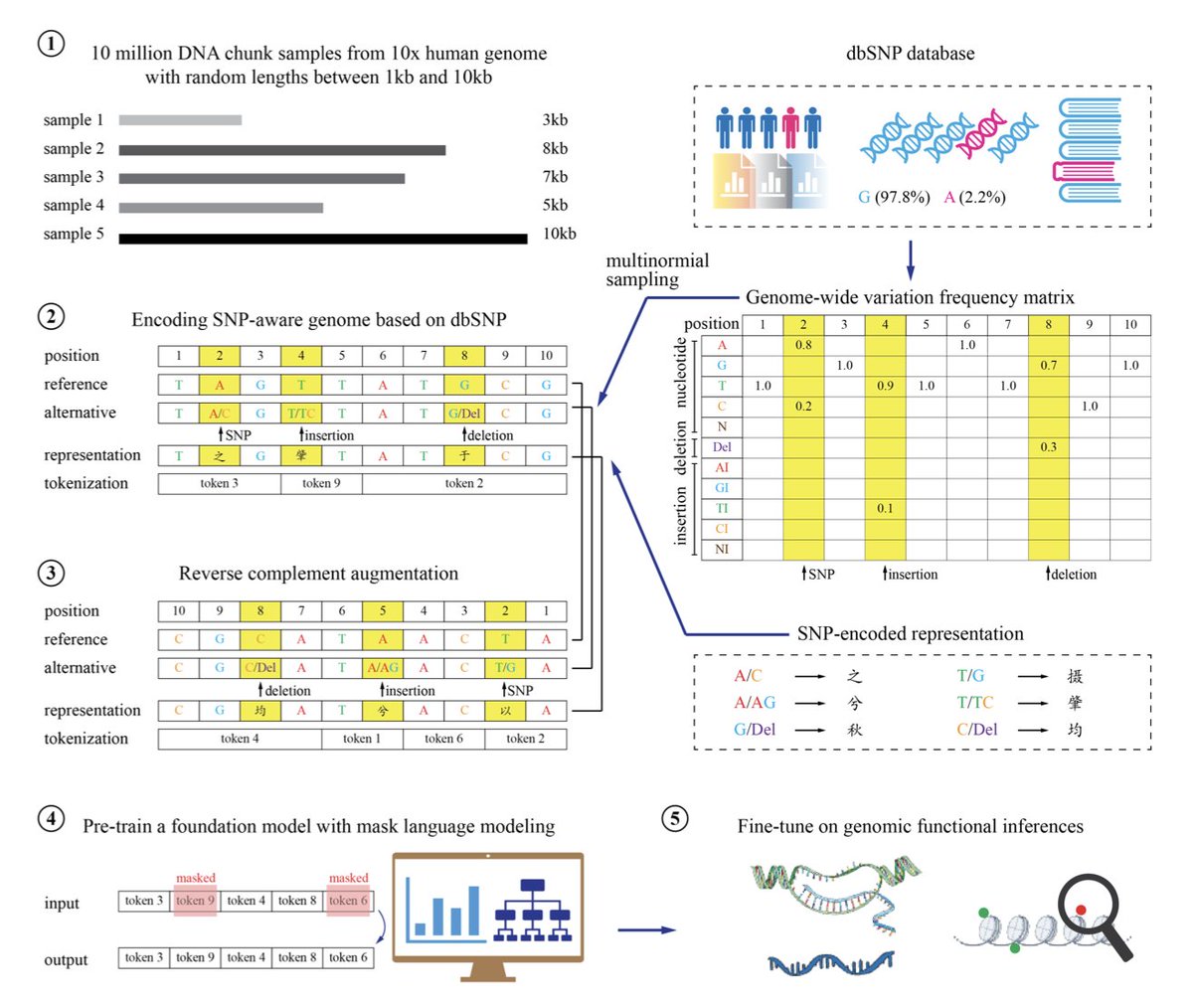 BMFM-DNA: A SNP-aware DNA foundation model to capture variant effects

1. Researchers have developed BMFM-DNA, a groundbreaking approach to DNA language models that directly integrates Single Nucleotide Polymorphisms (SNPs) and other sequence variations during pre-training. This