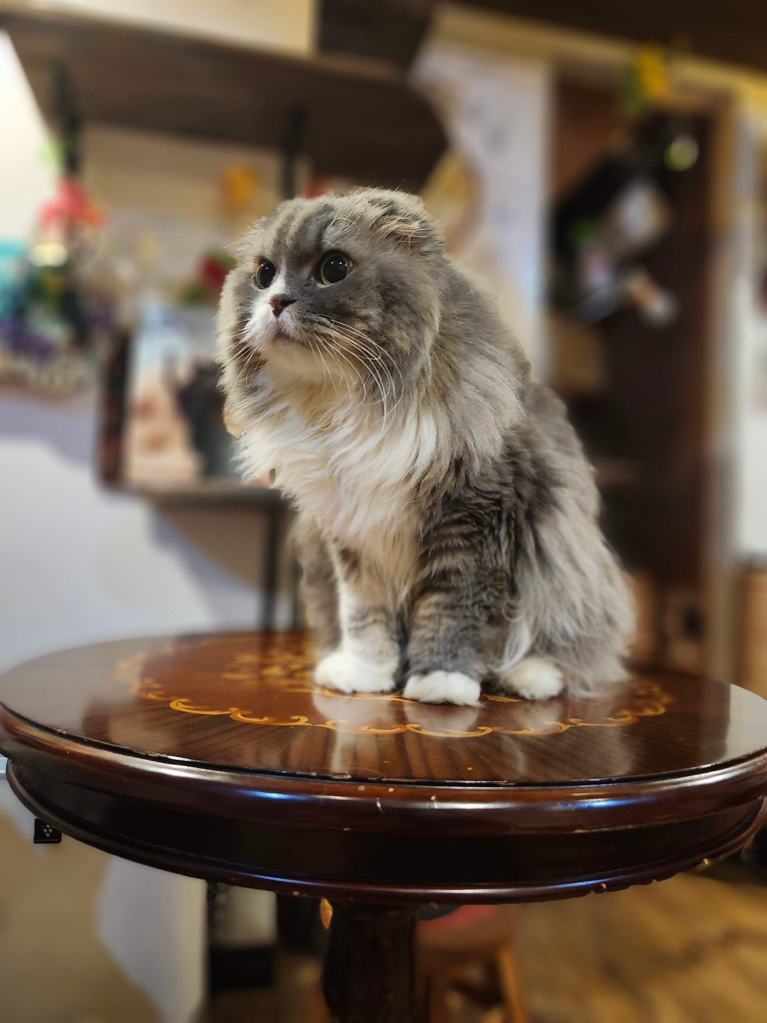 猫*コ様 殿下と妃殿下のレストラン 「シェ松尾」自伝 楽天ブックス: 殿下と妃殿下のレストラン - 「シェ松尾」自伝