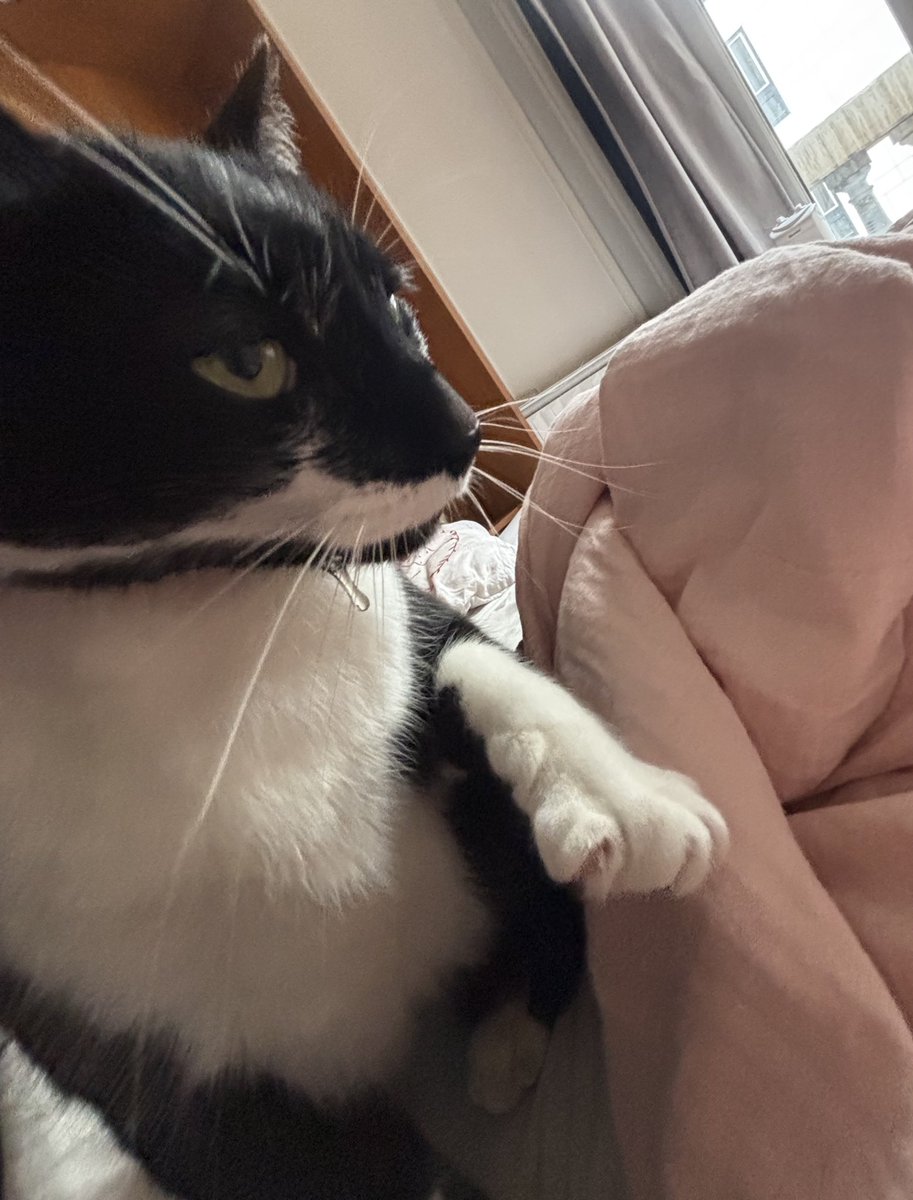 marcantoinecat's tweet image. if you comment on my drool I will funk u up