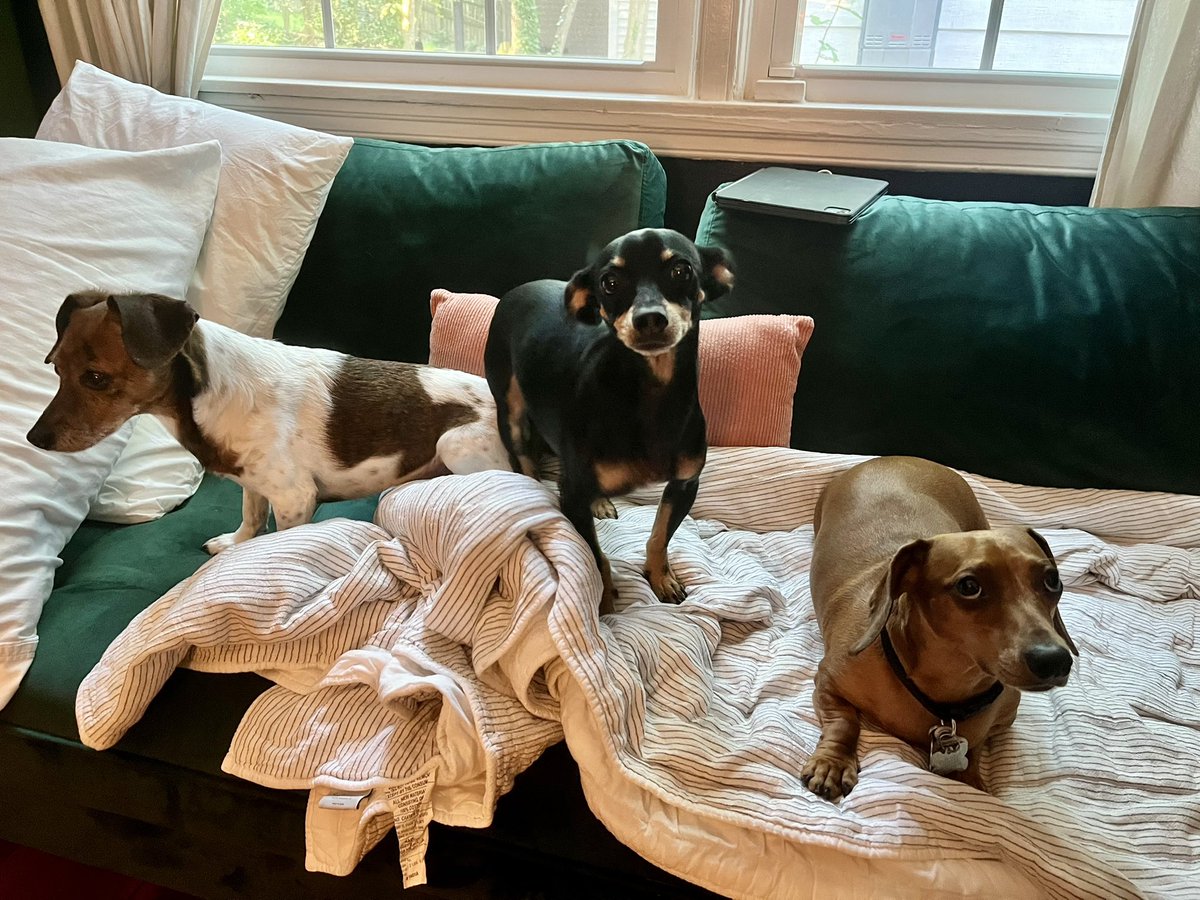 Pal, I have a new niece! Flo (on right) joins Georgia and Boo to round out this trio. I can’t wait to meet her 🥰