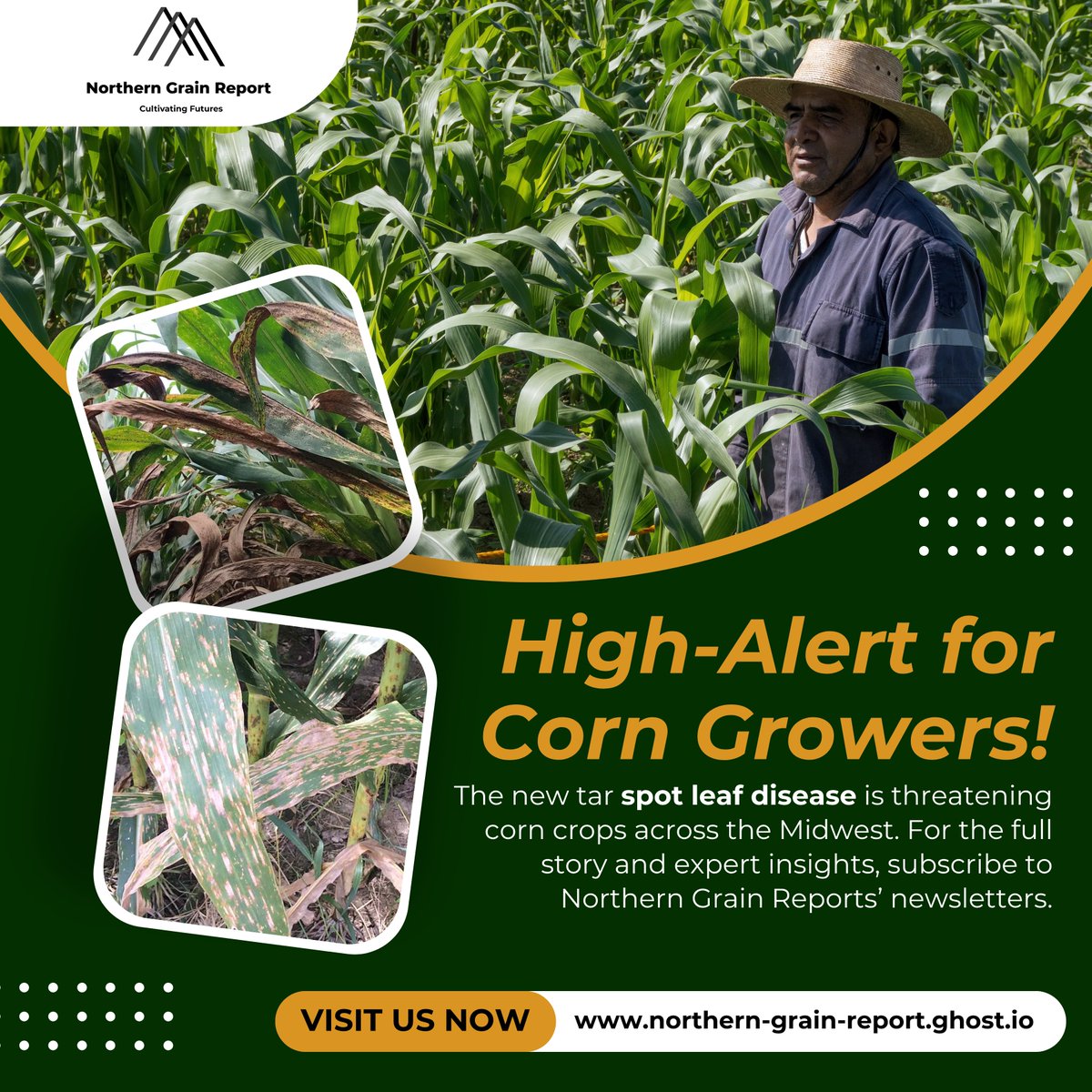 NorthernGrainsR's tweet photo. It is crucial to detect crop diseases🌾 early in order to check the spread and prevent crop damage. Northern Grain Report helps farmers👨‍🌾 and agricultural🌿 professionals receive timely alerts on not only crop futures updates but also on:📊

🚜Crop Health Reports
🚜Weather Condition
🚜Trade Policies
🚜International Market Trends
 
🌽 Visit Us now: https://t.co/C3w2793UrI 🚜

#CropHealth #AgAlerts #AgTech #AgriUpdates #FarmingNews #GrainUpdates #NorthernGrainReport #AgMarketTrends #Farming #AgFutures #FarmForecast #AgNews #AgriInsights