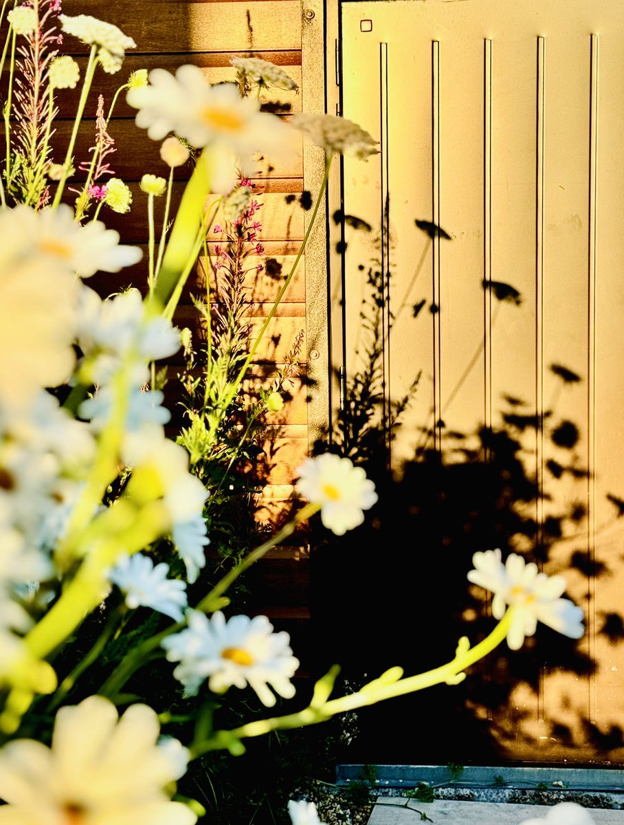 EleanorSully's tweet image. #goldenhour in the garden