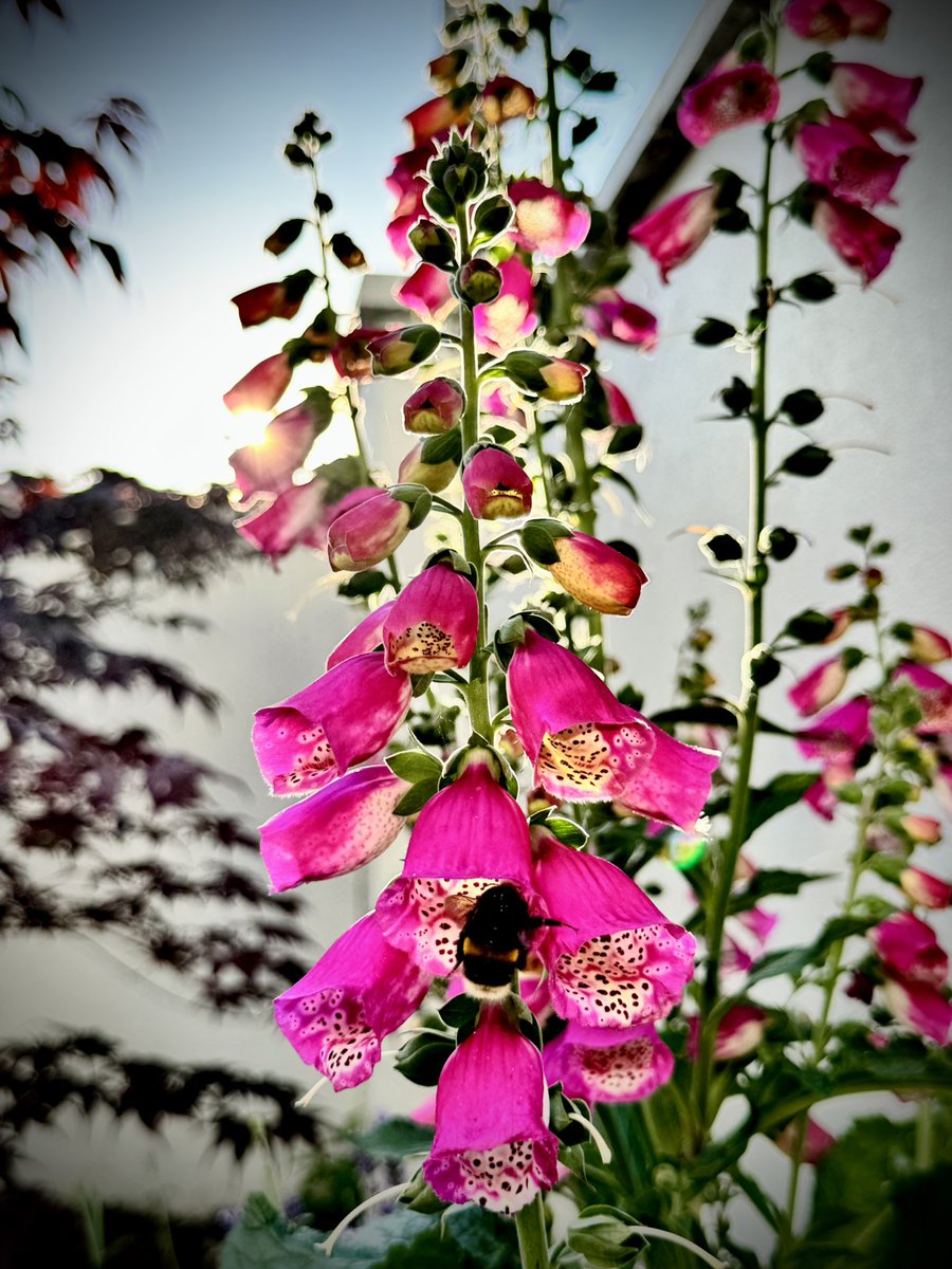 EleanorSully's tweet image. #goldenhour in the garden