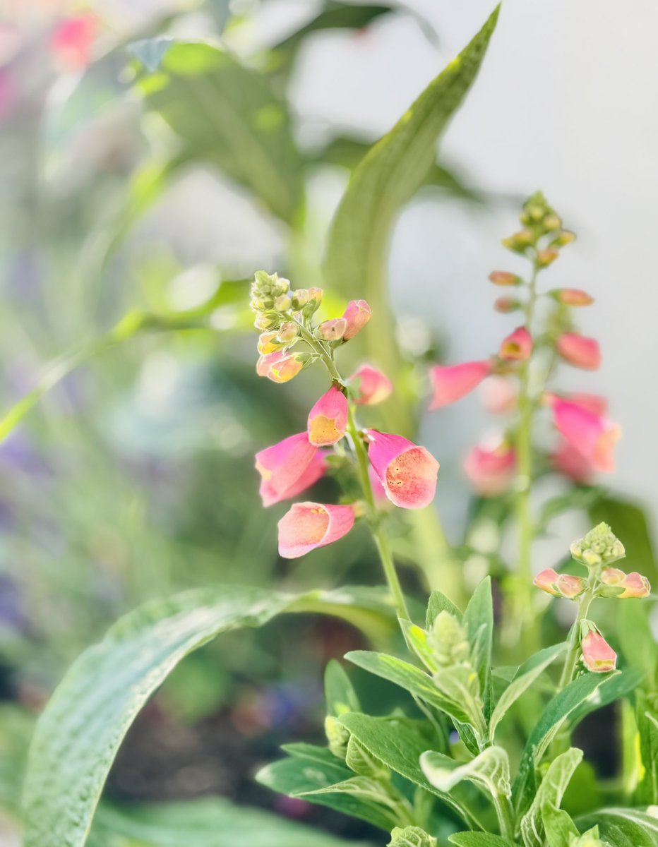 EleanorSully's tweet image. #goldenhour in the garden