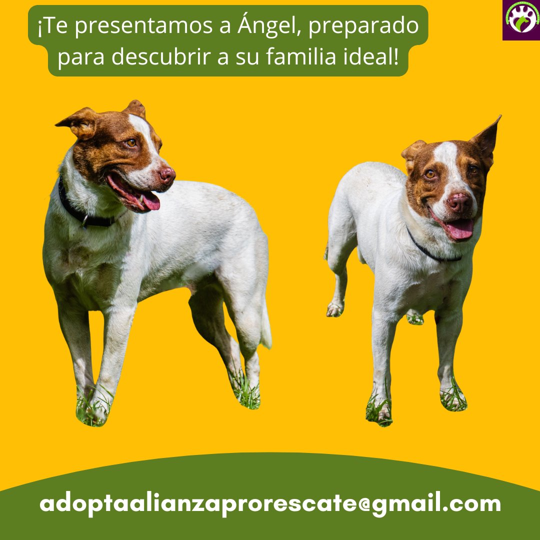 Alianza Pro Rescate (@alianzaprores) on Twitter photo ¡Le presentamos a Ángel!
Ángel, un canino de tres años, busca un hogar permanente. Ángel se relaciona favorablemente con otros perros y es afectuoso con los niños. Ángel está vacunado y esterilizado.
Para mayor información, contáctenos a: adoptaalianzaprorescate@gmail.com. ¡Le presentamos a Ángel!
Ángel, un canino de tres años, busca un hogar permanente. Ángel se relaciona favorablemente con otros perros y es afectuoso con los niños. Ángel está vacunado y esterilizado.
Para mayor información, contáctenos a: adoptaalianzaprorescate@gmail.com.