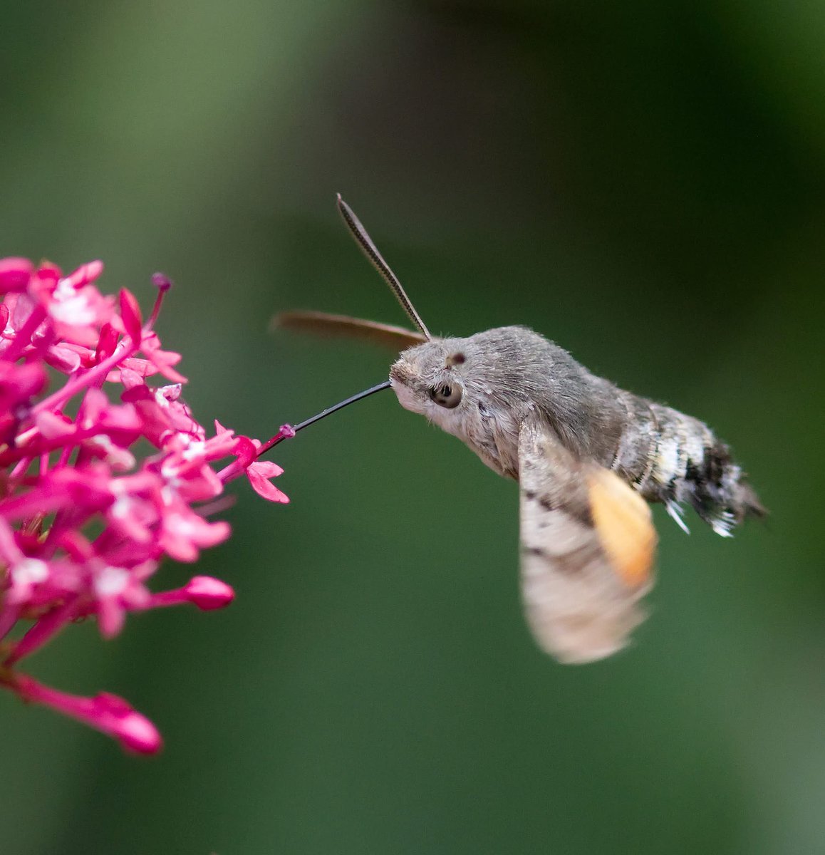 A hummingbird hawk moth on the valerian about an hour ago. — in Nunthorpe. <a href="/teesbirds1/">teesbirds</a> <a href="/teeswildlife/">Tees Wildlife</a> <a href="/RSPBEngland/">RSPB England</a> <a href="/Natures_Voice/">RSPB</a> <a href="/NaturalEngland/">Natural England</a> <a href="/Martin_Davis7/">Martin Davis</a> <a href="/Woodybirder/">Nick Wright</a>