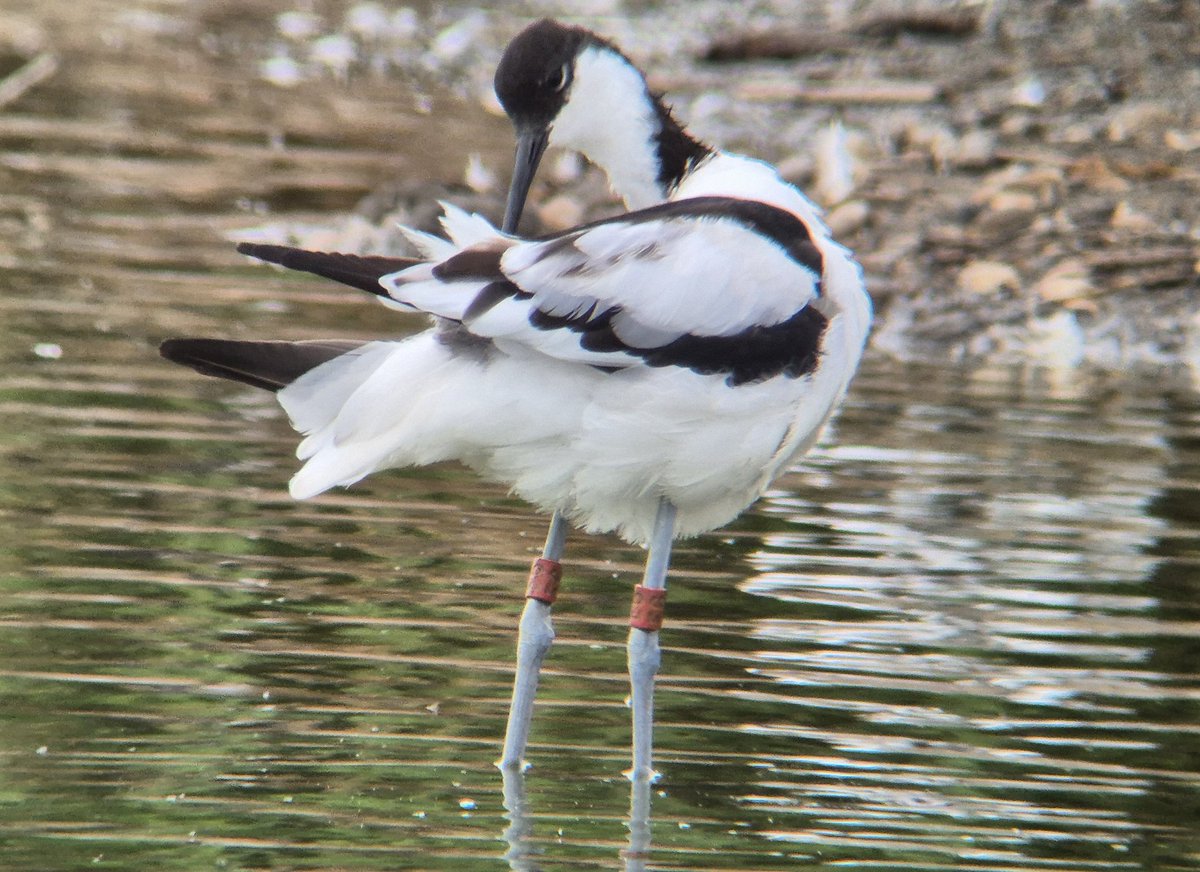 Liam Andrews tweet media