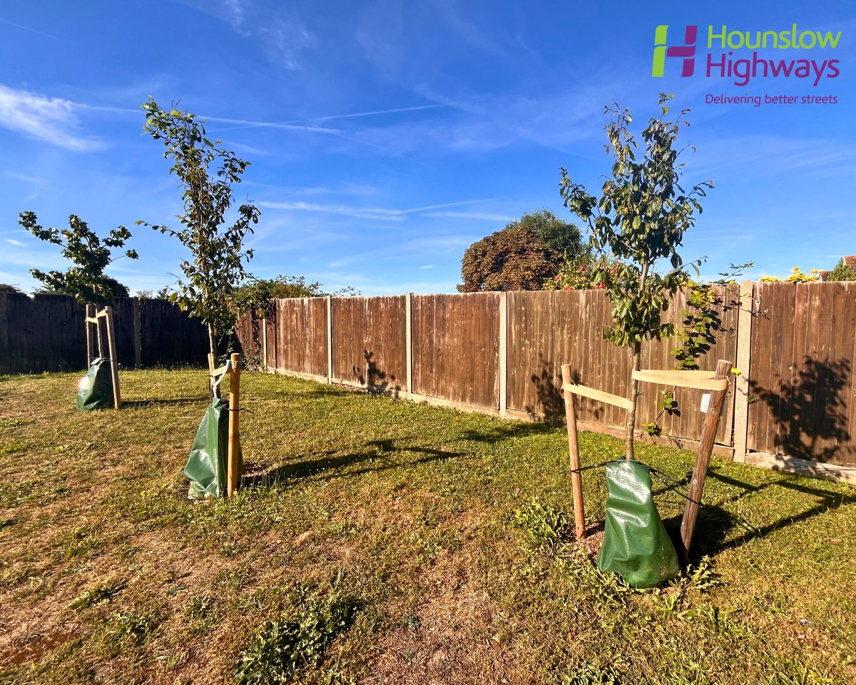 🌳 Young trees need water to thrive! 💧 Help ensure a greener future by watering any young trees near you this summer. Every drop counts! 🌞 
#HounslowHighways #TreeCare #GreenFuture 
<a href="/LBofHounslow/">Hounslow Council</a>