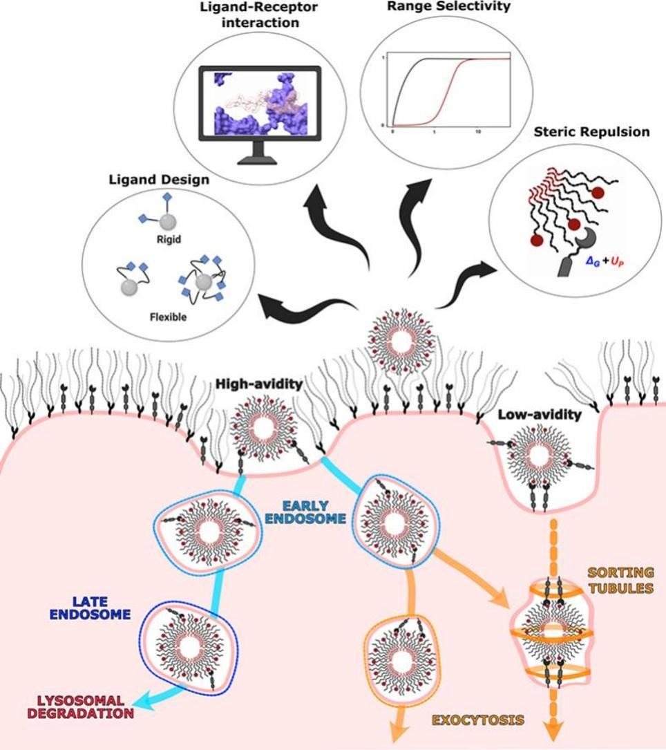 ADDReditors's tweet image. ADDR Open Access: A new era in brain drug delivery: integrating multivalency and computational optimisation for blood-brain barrier permeation.
By Cátia D.F. Lopes & coworkers @_BIST @CRS_SPLC
#BloodBrainBarrier #transcytosis #modelling
kwnsfk27.r.eu-west-1.awstrack.me/L0/https:%2F%2…