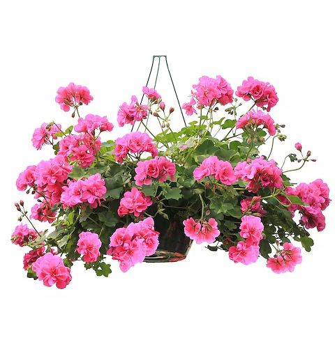 MemorialFlorist's tweet image. 🌿Bring a touch of nature to every corner of your life! 🌱 From flowers for those special occasions, to lush plants for your home or office, we've got you covered.🌺🌿🌸

#NatureLovers #FloralLove #PlantDecor #FloralDesign #AppletonFlorist #MFG #MemorialFlorist #Greenhouses