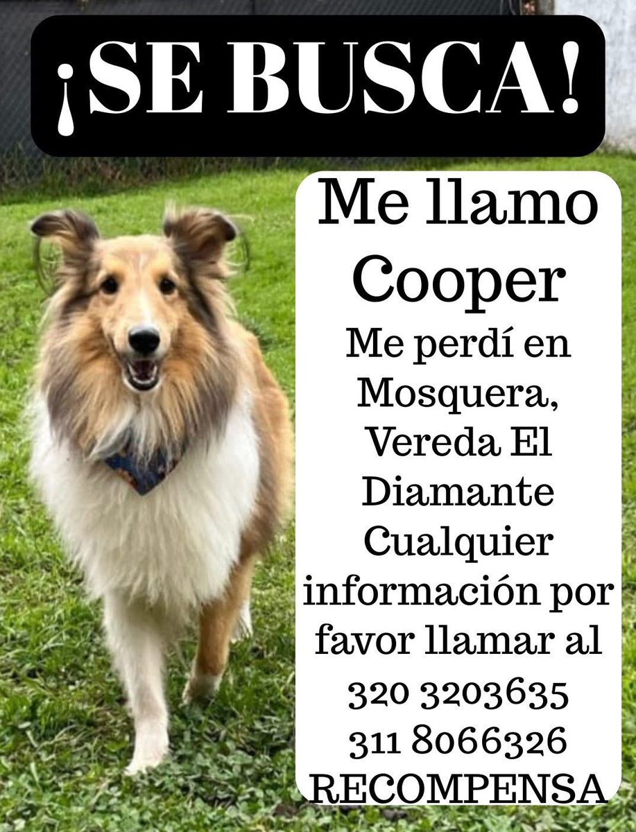 CamiloJaramill's tweet image. 🆘Su familia busca a Cooper🐶, en Mosquera, Cundinamarca, por favor compartamos 🙏
@MONYRODRIGUEZOF @PlataformaALTO @Marce_Tabares @piedrahitangela @DanielSamperO @HELIODOPTERO @coraimatorresd @patrulleroefra @laurarubiogu @darcyquinnr