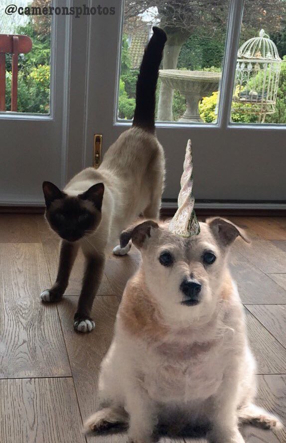 Rachael. - Whimsical Art 7🌞 tweet media