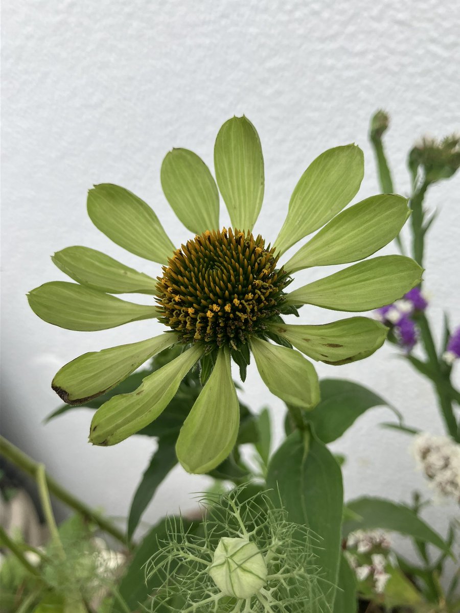 korosflower's tweet photo. Echinacea ‘Alan’s Pride’ https://t.co/qJRJk3OnLO