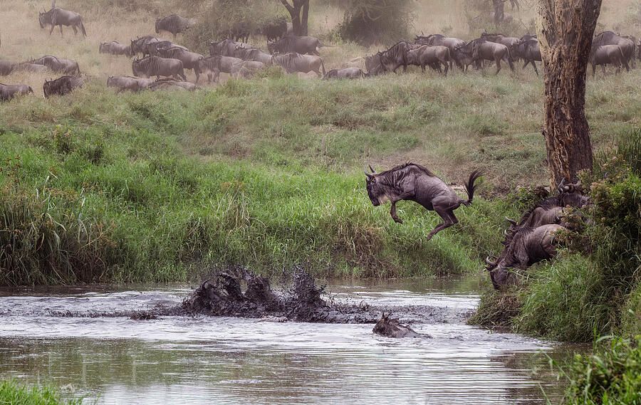 joancarroll's tweet photo. Wildebeest Migration River Crossing Tanzania Africa 2! https://t.co/AZeoaixsH4 #wildebeest #croc #nature #wildlife #leaping #swimming #wildlifephotography #greatmigration #tanzania #africa #Travel #travelphotography #giftideas @joancarroll https://t.co/mo0K6wZMvu