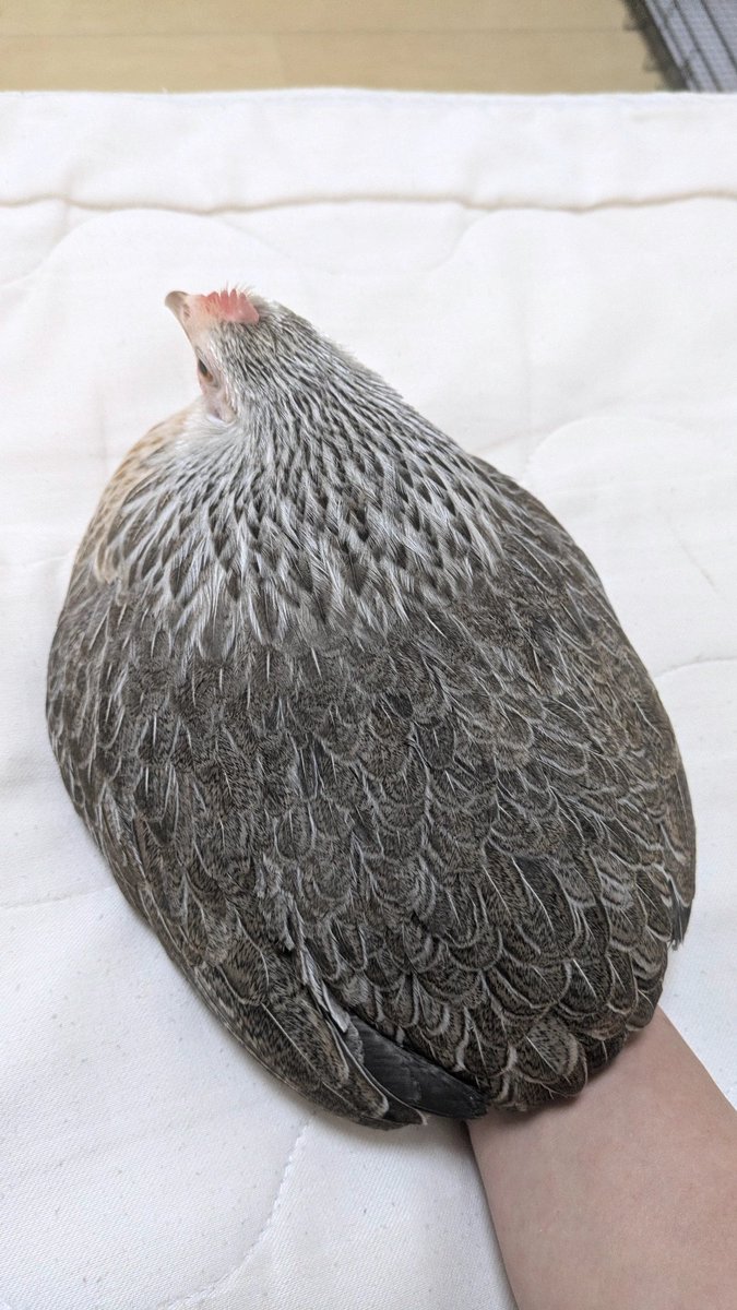 抱卵中はおはぎ姿。