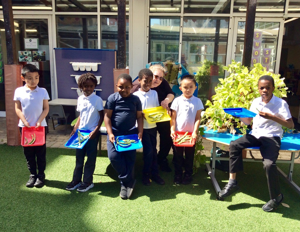 Today, our ‘Shooting Stars Group’ picked their home grown runner beans! 
They are bringing them home to be cooked for dinner, enjoy!