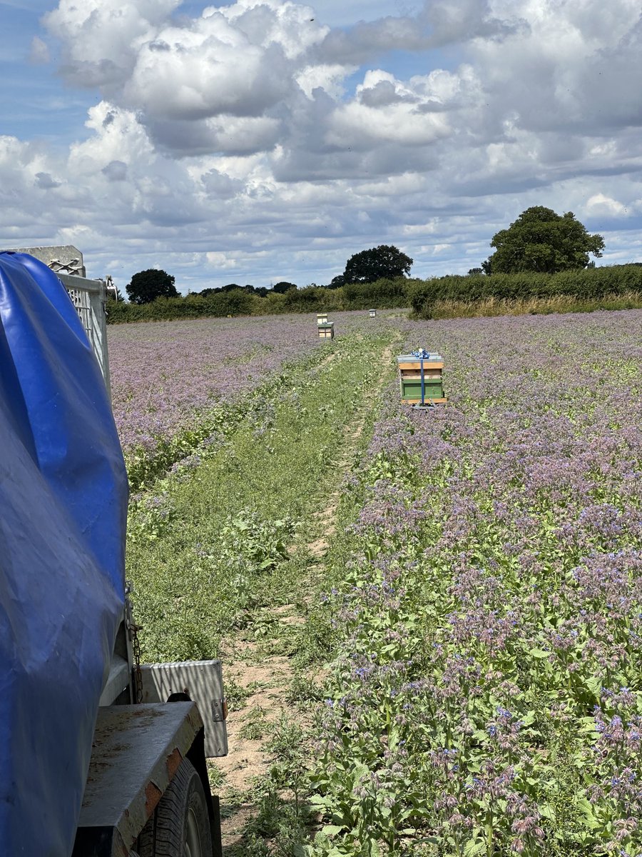 At the borage
