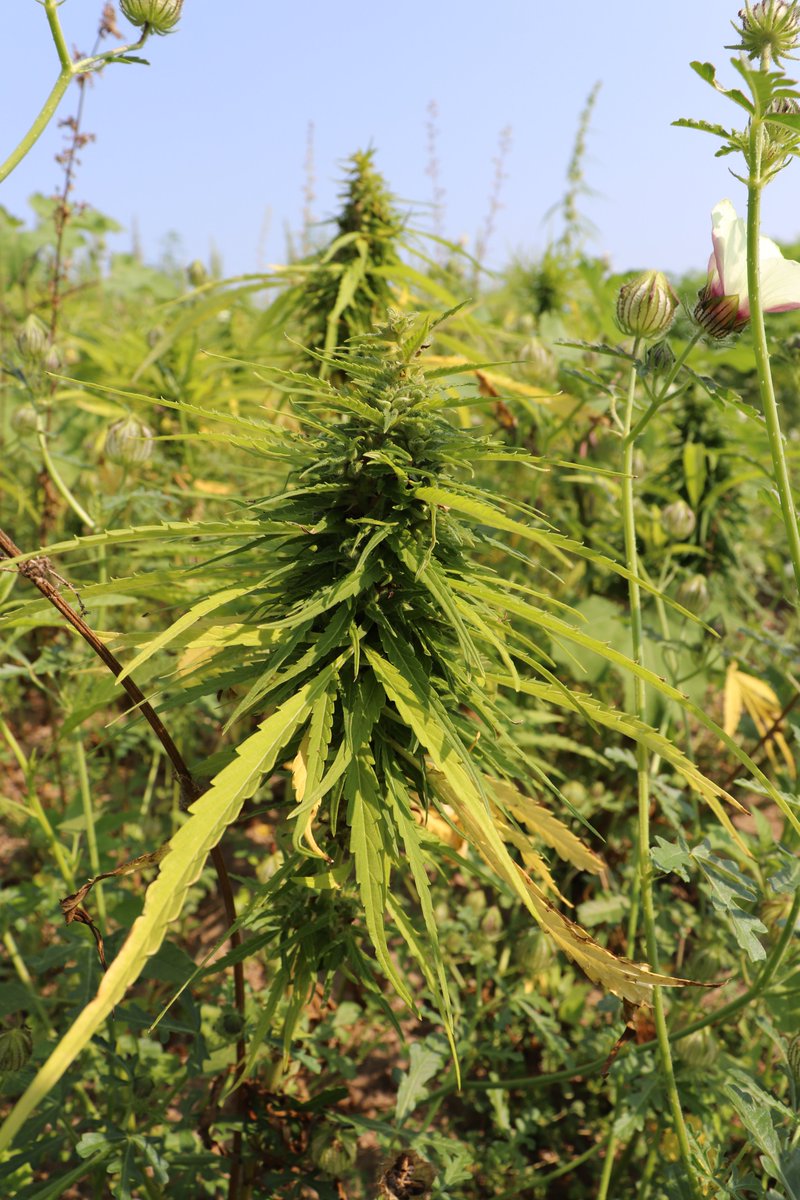 PurdueAgryExt's tweet image. 🔬Research, 🚜Production, & ⚙️Processing are important components of producing Hemp. On 07/30/25, @PurdueExtension + @diversecornbelt will offer a half-day field event at Purdue University. Walk plots, discuss new research, end use & network!
📋Register: purdue.ag/hemp-field-day