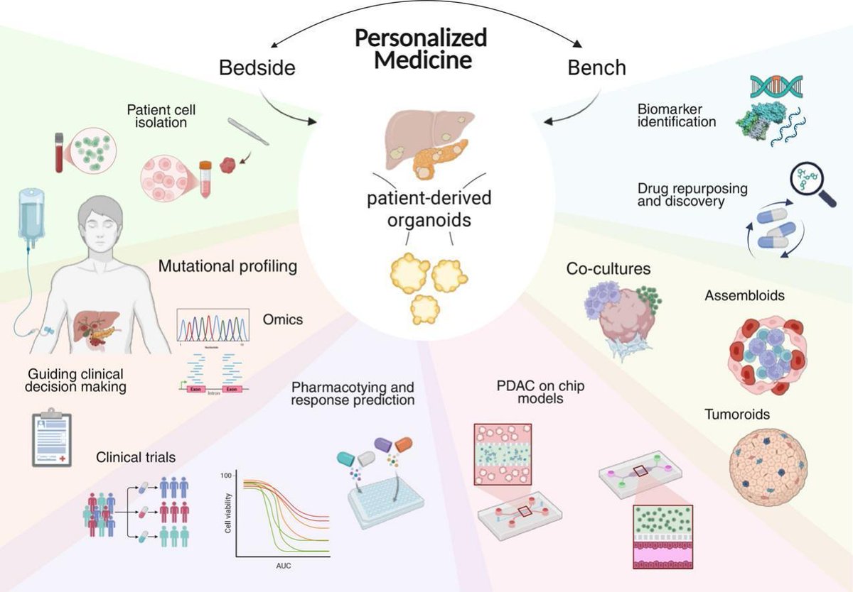 ADDReditors's tweet image. ADDR Open Access: Pancreatic organoids as cancer avatars for true personalized medicine.
By Alexander Kleger & coworkers @uni_ulm
#organoid #PersonalizedMedicine
kwnsfk27.r.eu-west-1.awstrack.me/L0/https:%2F%2…