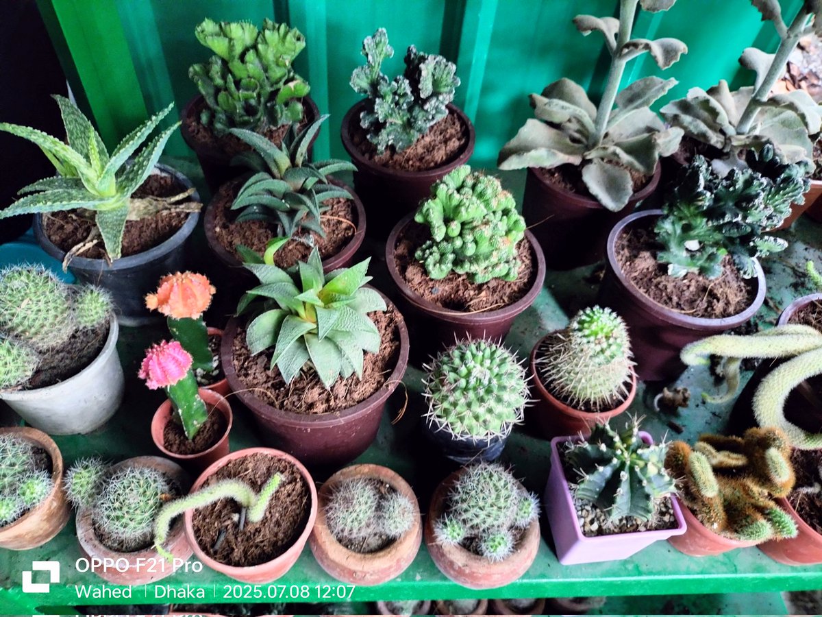 Alien143Rasel's tweet photo. Cactus 🌵 gallery https://t.co/UsHGDC1LL3