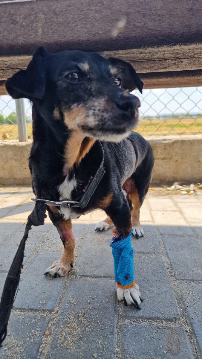 Coral ha salido de la cirugía. Seguimos necesitando dinero para pagar sus facturas. Toda ayuda es agradecida!

➡️Bizum Tlf.: 617 79 79 05
➡️Bizum ONG: 08381 (Alias Amanecer Animal)
➡️IBAN: ES57 3017 0555 9522 7064 3626 (Titular Amanecer Animal)
