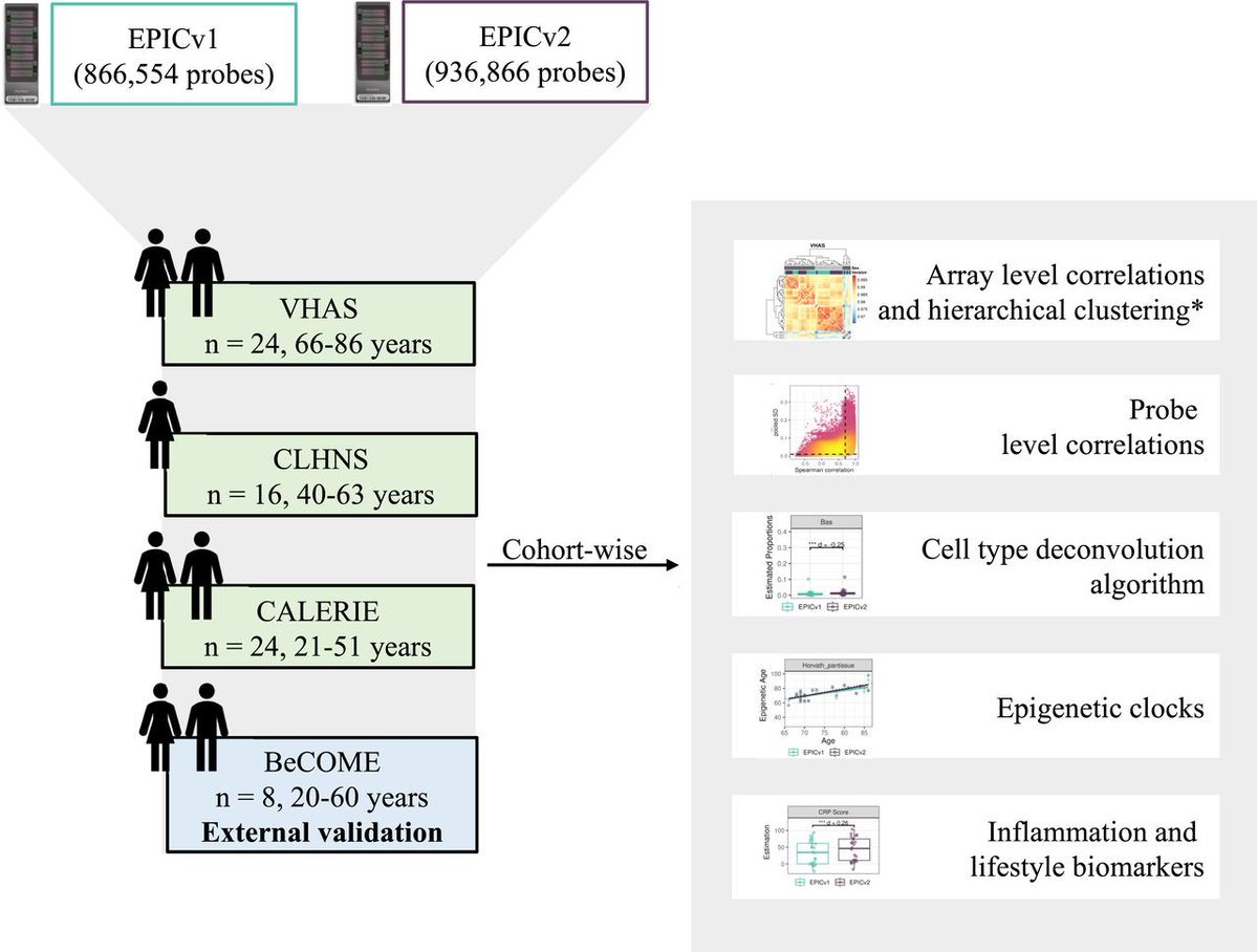 LSAjournal's tweet image. Thrilled to share this #epigenetics work comparing #Illumina #EPIC v1 and v2. Authors find significant readout differences in #EpigeneticClocks, #celltype, lifestyle #biomarkers between versions, and offer recommendations to mitigate version effects life-science-alliance.org/content/8/9/e2…