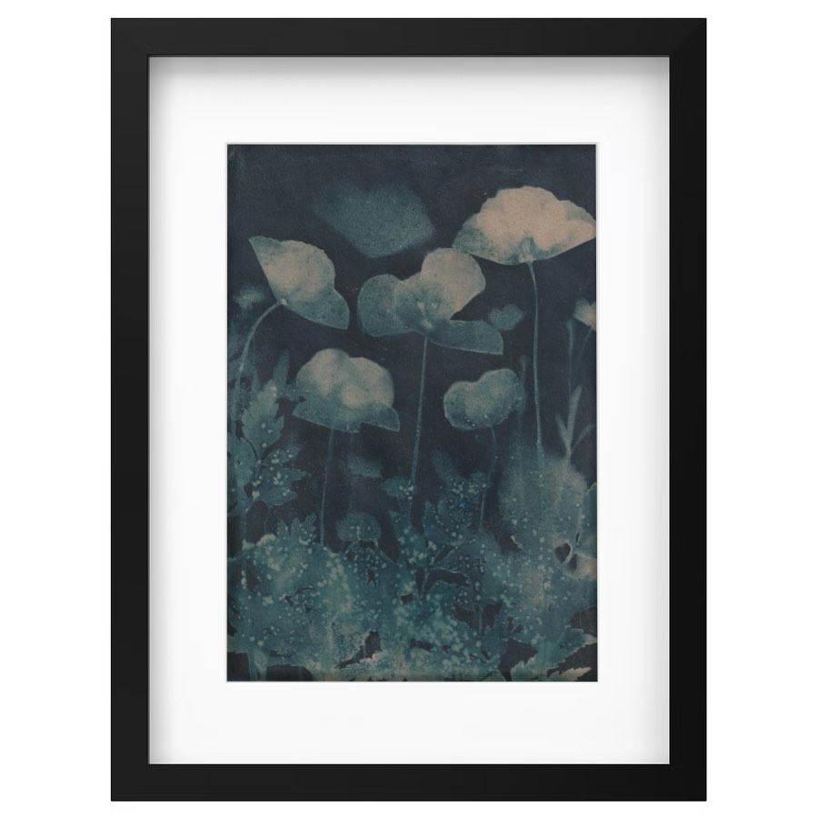 Welsh Poppy #cyanotype on Kraft card