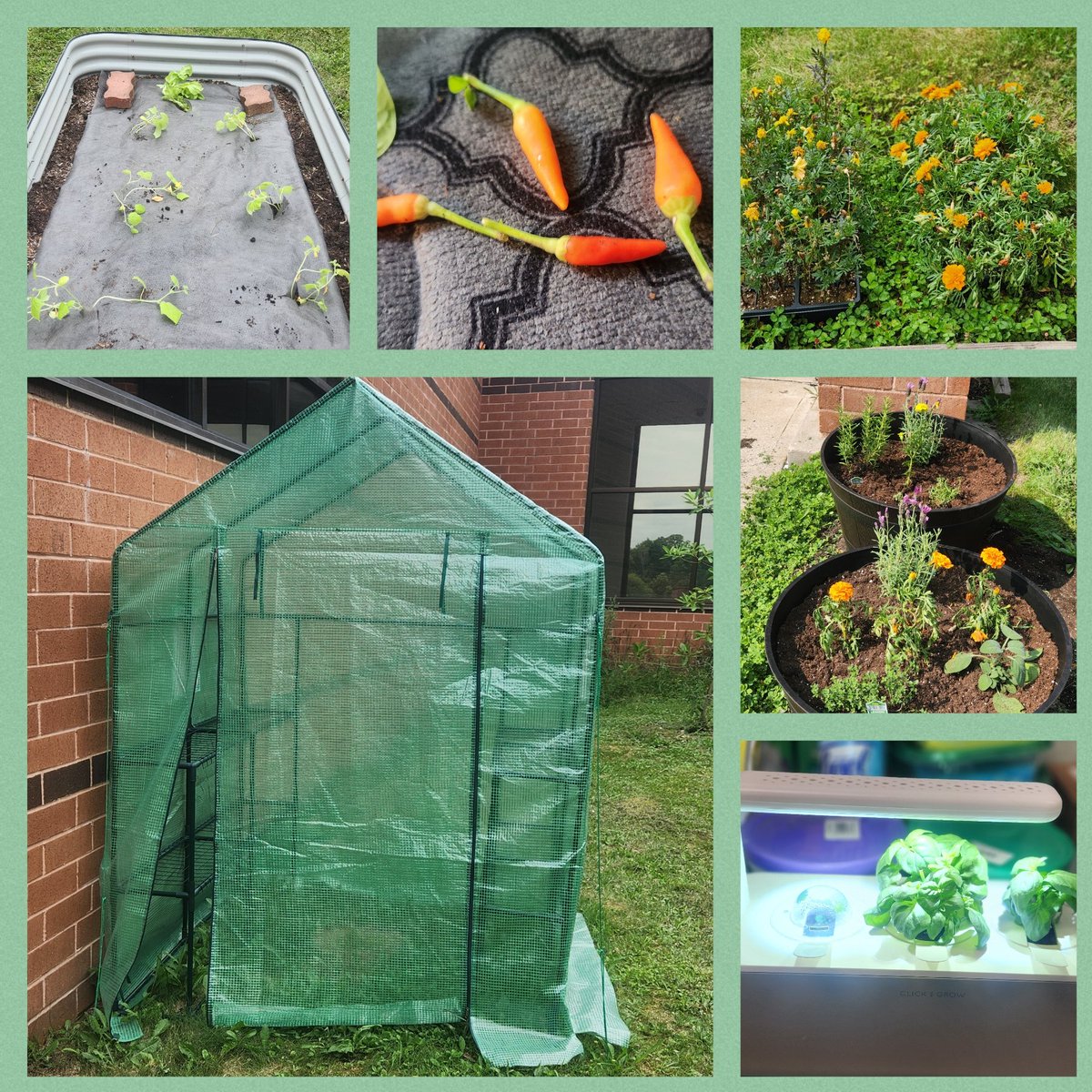 Kira Sikorski (@ksikorski_ftps) on Twitter photo Our garden has been expanded! Thank you <a href="/SJ_Schools/">Sustainable Jersey for Schools</a> #SJGrants program funded by the <a href="/NJEA/">NJEA</a> <a href="/FPS_Stein_FTPS/">Jennifer Stein</a> <a href="/VP_JYoung_FTPS/">Jessica Young</a> Our garden has been expanded! Thank you <a href="/SJ_Schools/">Sustainable Jersey for Schools</a> #SJGrants program funded by the <a href="/NJEA/">NJEA</a> <a href="/FPS_Stein_FTPS/">Jennifer Stein</a> <a href="/VP_JYoung_FTPS/">Jessica Young</a>