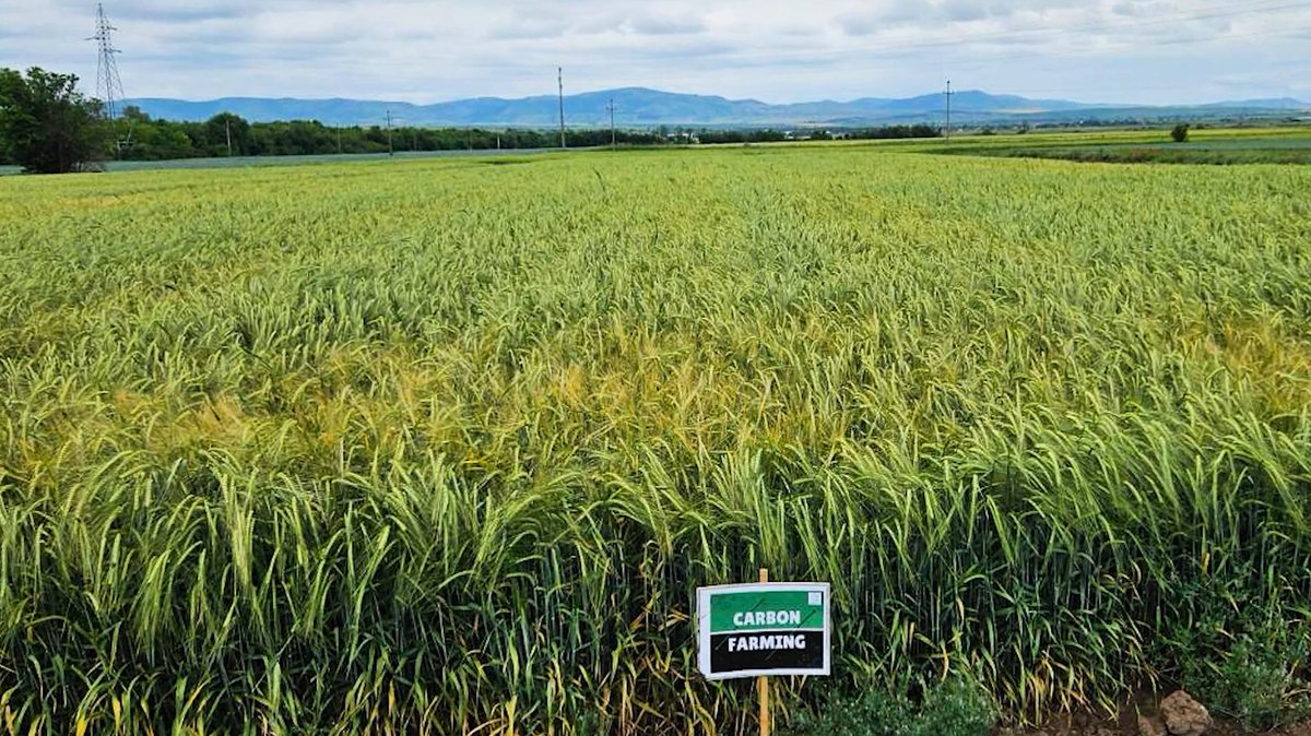 🎥 New video from the field!
The Carbonica team in North Macedonia, led by <a href="/AgFuturaMKD/">AgFutura Technologies</a> and the University Goce Delchev Shtip, is piloting sustainable #CarbonFarming practices on barley, chickpeas, sunflower, corn, and grapevines. 
▶️ Watch the full video: bit.ly/4kywpdo