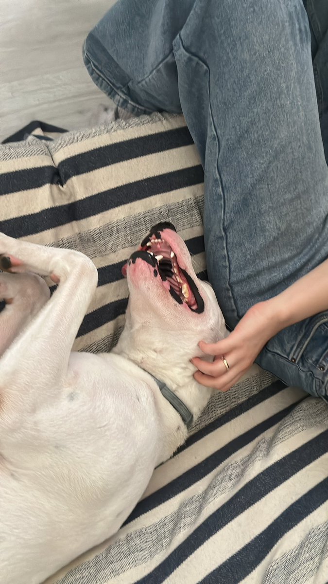 offarketmez's tweet photo. Kedi kumu kokar, koyacak yer yok diyordum. Köpek sahiplendim, salona sıçmış şerefsiz https://t.co/2cQ5UuB9vi