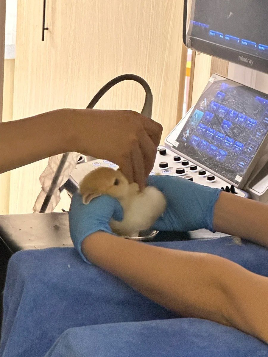 Why you should have a rabbit (@shouldhaverabit) on Twitter photo 