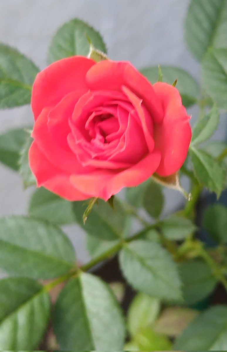 bua10732378's tweet image. 皆さん、こんばんは。熱中症で
熱まで出て寝込んでました。
漸く復活。ᕦ(ò_óˇ)ᕤ“
ダメかな?と思って地植えにした
ランタナさんと、一晩で茎だけに
された薔薇さん復活。蕾も沢山。
紫陽花もまだまだ頑張ってます。
皆さん涼しくしておやすみ下さい。
(ㅅ˘ㅂ˘)good night♥