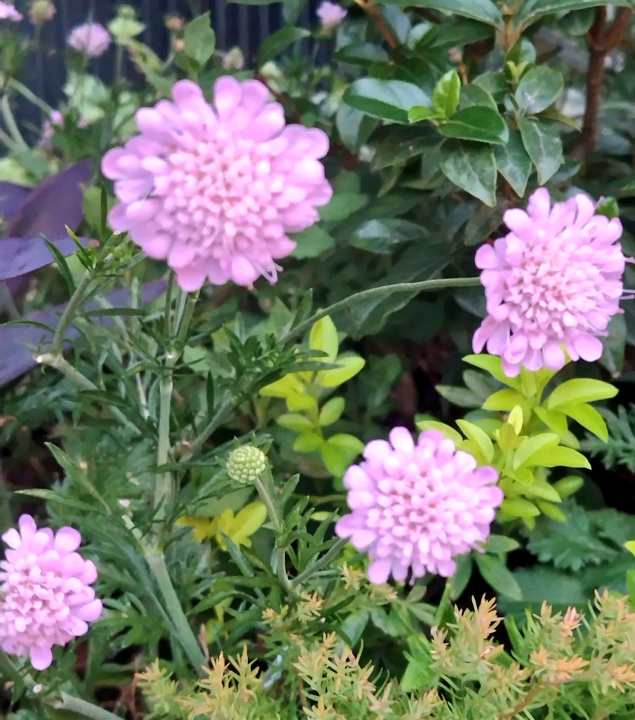 bua10732378's tweet image. 皆さん、こんばんは。熱中症で
熱まで出て寝込んでました。
漸く復活。ᕦ(ò_óˇ)ᕤ“
ダメかな?と思って地植えにした
ランタナさんと、一晩で茎だけに
された薔薇さん復活。蕾も沢山。
紫陽花もまだまだ頑張ってます。
皆さん涼しくしておやすみ下さい。
(ㅅ˘ㅂ˘)good night♥