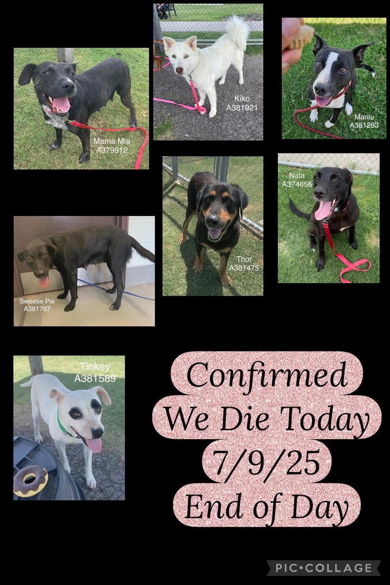 These wonderful loving  babies are going to die today if WE don't save them 
THEY DON'T WANT TO DIE!
PLEASE #ADOPT  #FOSTER OR #PLEDGE FOR RESCUE
#CorpusChristi