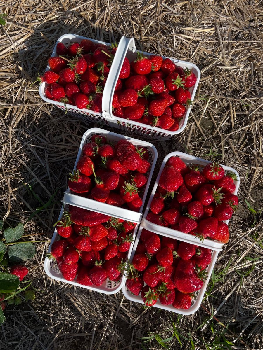 The sweetest season of the year is coming to a close 🍓

📸 @mcgregorsproduce
📍Braeside

#ComeWander #OntariosHighlands #Braeside #OttawaValley #RenfrewCounty #Strawberries #StrawberrySeason
