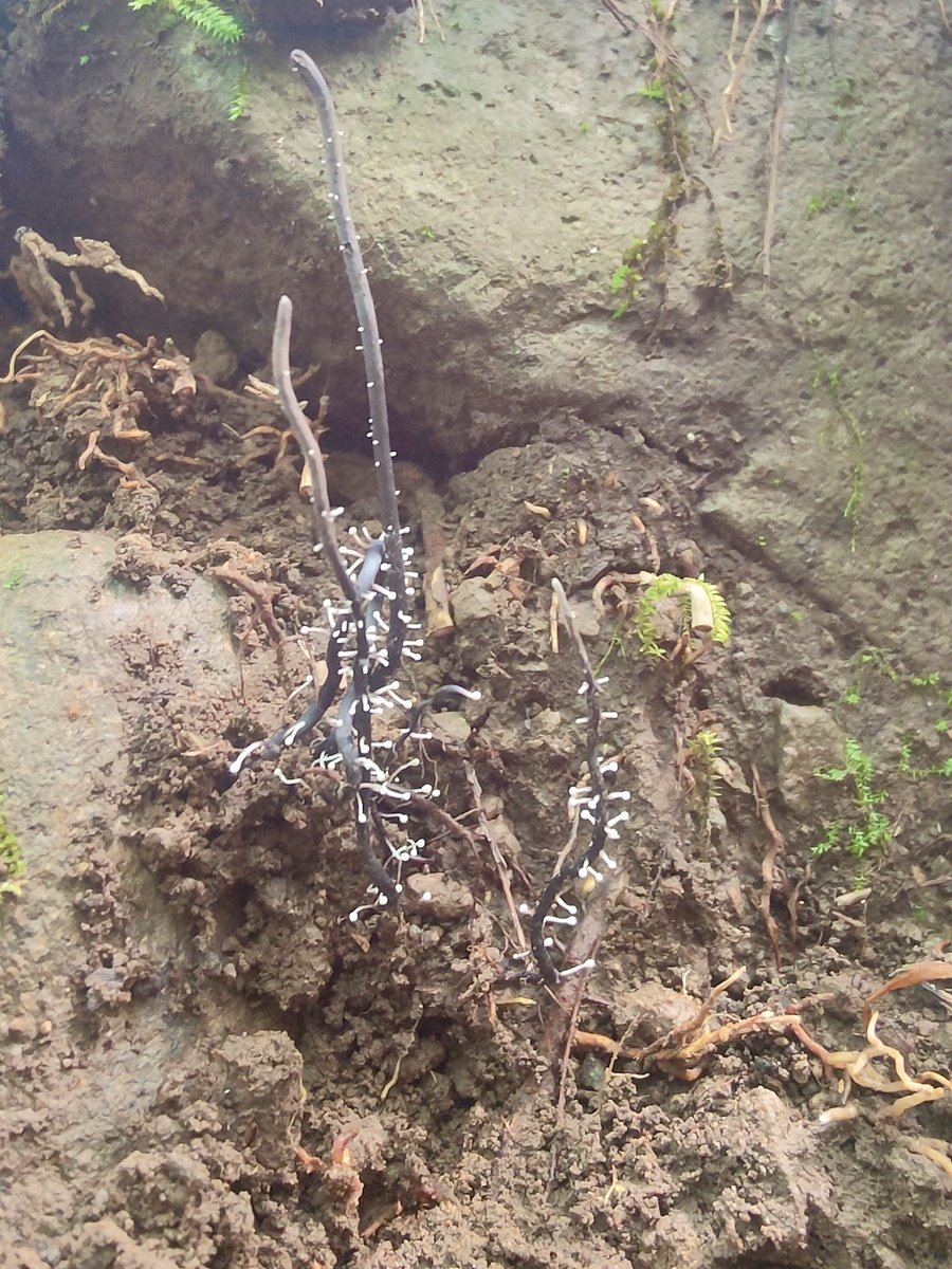 こういうのがタンポタケになるのでしょうか？