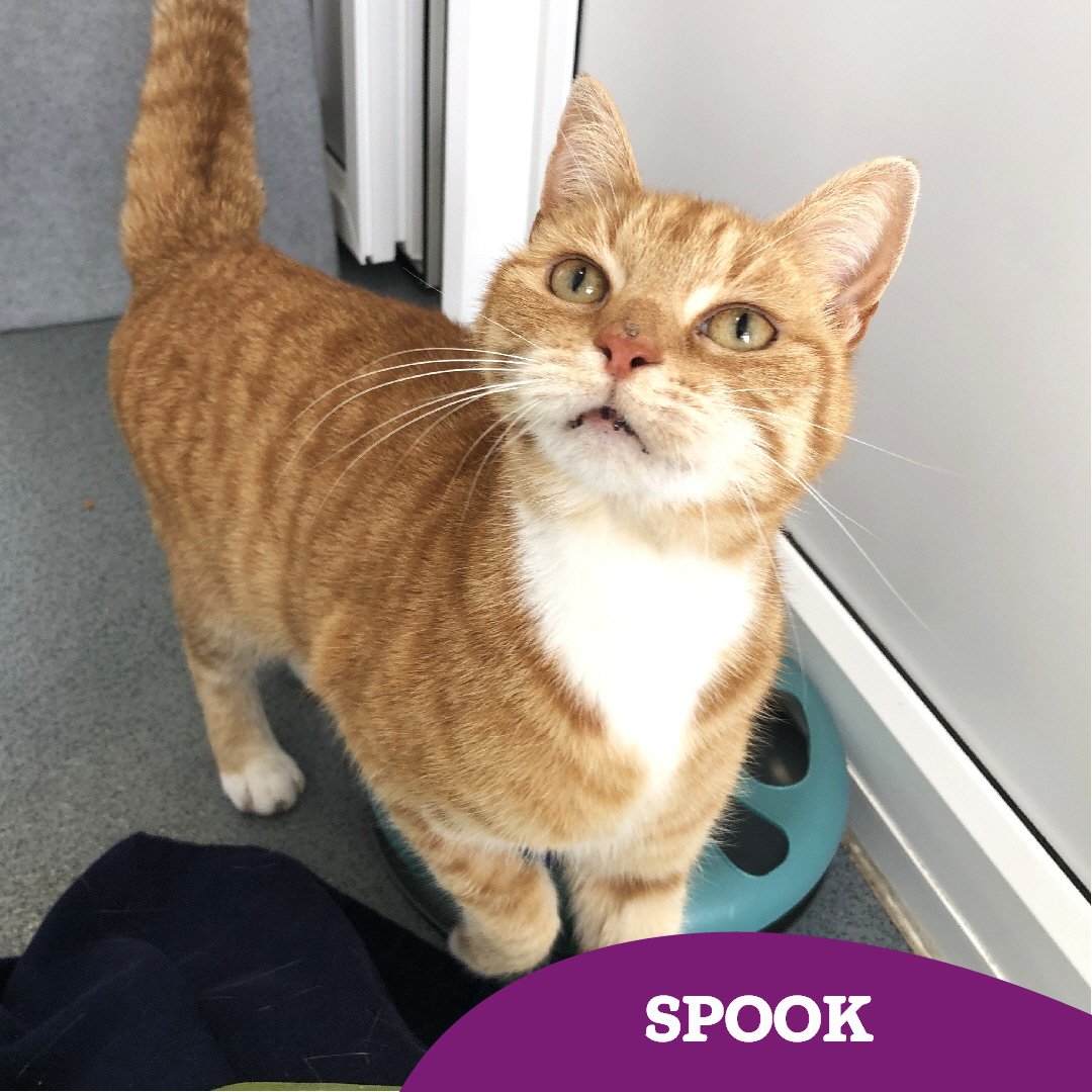 7 year old Spook is looking for her second chance at happiness 🤞🏻 could you lend a helping paw and share her story? 🐾

Spook is a gentle soul with a tonne of love to give, we know she will make the purrfect addition to someone's family ♥️ 

👇🏻👇🏻👇🏻
cats.org.uk/findacatform/?…