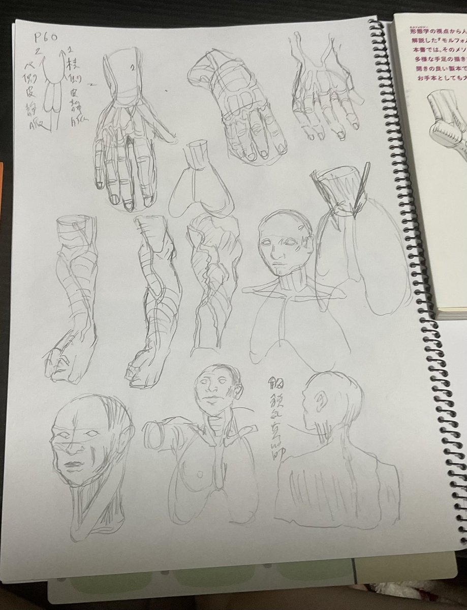 【#日々描く #絵次郎  121日目】2025.3.9〜
・モルフォ人体 p51
・手足 p60
静脈は指先から発し指のこぶしと基節骨の間で逆アーチを描きながら、手の甲へと向かう。橈骨側の橈側皮静脈と尺骨側の尺側皮静脈の2本の枝に分かれる

・今日の模写 東雲なのちゃんとはかせ
・hide/channelさん10分クロッキー 