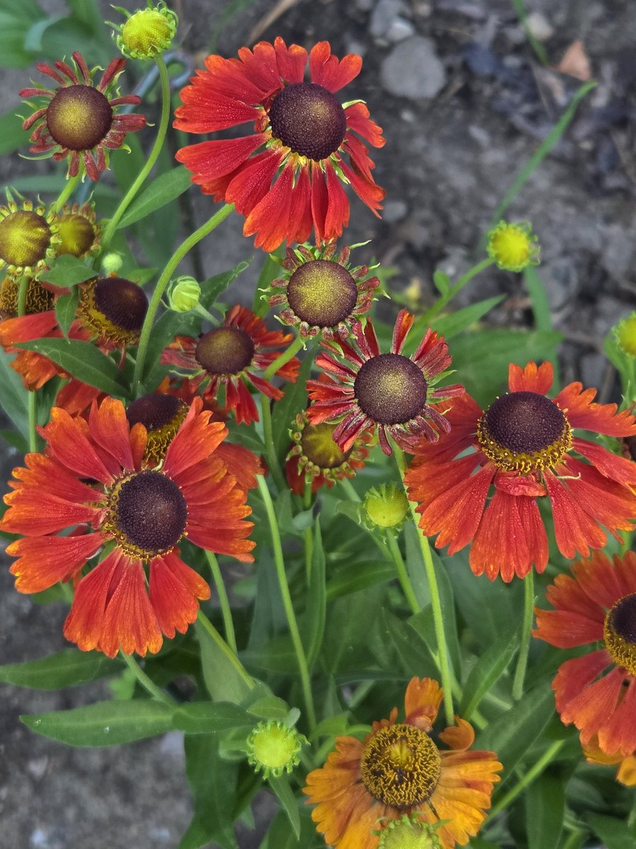 Helenium Moerheim Beauty..