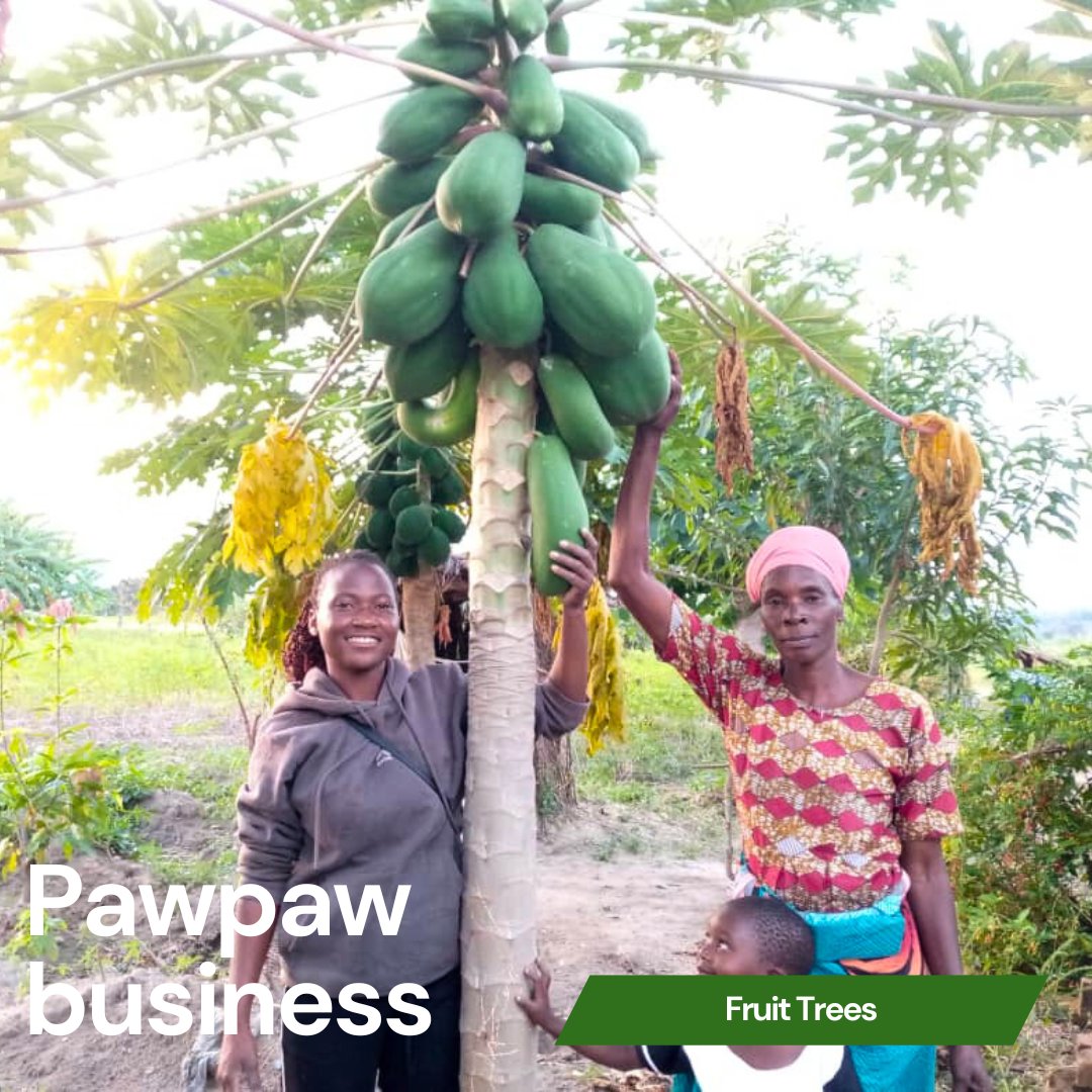 Loyness is a great example of a #farmer learning new skills to continue on her own. She is raising pigs and her fruit trees are growing. She said, "I am selling pawpaw. This has been a good business for my family. I am planting new fruit trees, replacing any old ones."

#Malawi