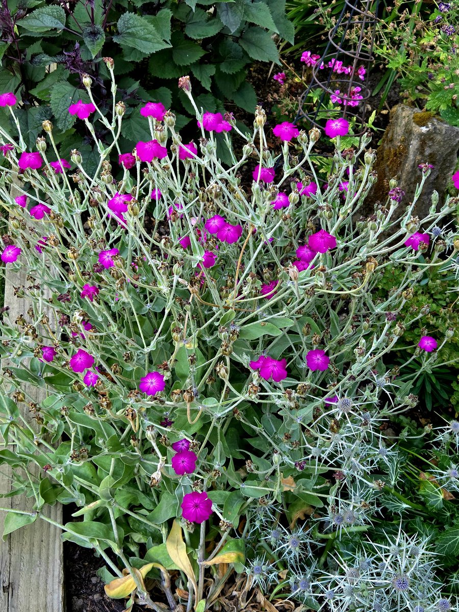Lychnis Coronaria, beautiful varieties