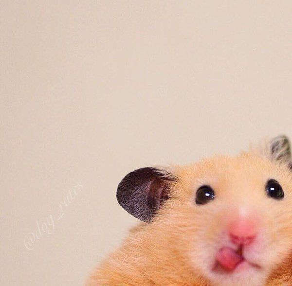 Tweets Of Hamster (@tweetsofhamster) on Twitter photo 