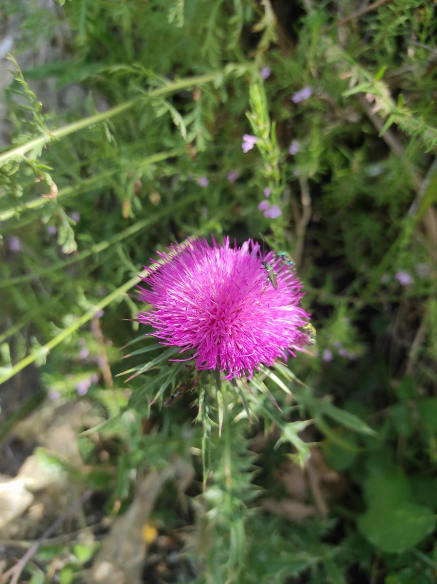 gianni_runco's tweet photo. Origano e Cardo mariano. #origano #CardoMariano #erbe #erbeofficinali #erbearomatiche #erbespontanee #erboristeria #erbario #veganworld #vegan #govegan #curenaturali #bellezza #SaveThePlanet #montagna #greenplanet #terramadre https://t.co/TZAhphw46j