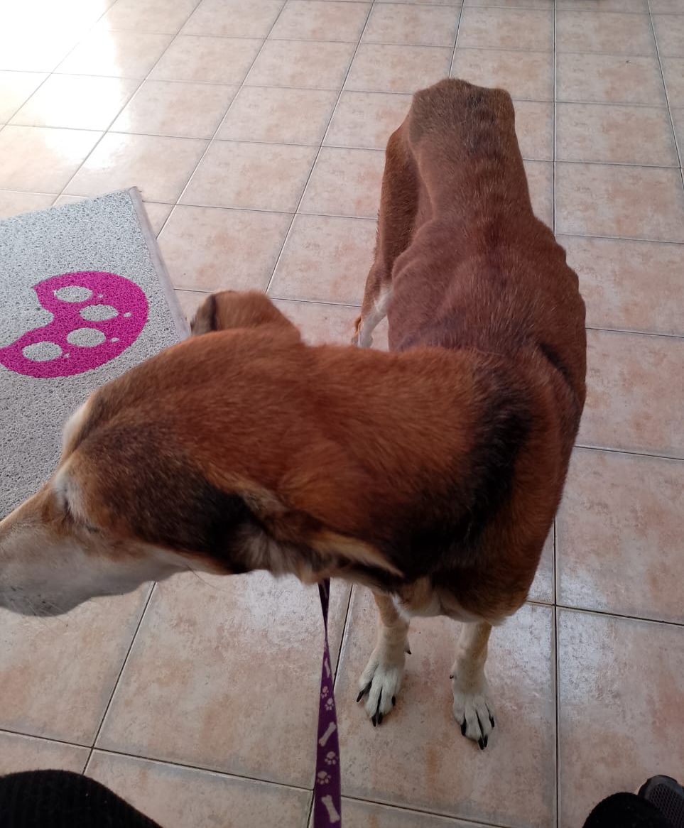 misuperamigo's tweet photo. URGENTE POR FAVOR AYUDA!!
 NO TENGO MAS ALIMENTOS 
🥺🙏🐾TENGO MUCHOS RESCATADOS QUE ESPERAN SU COMIDA DIARIA 
MADRINAS Y PADRINOS PARA QUE TODOS ELLOS PUEDAN COMER!
TODO MUY CARO SE HACE MUY DIFÍCIL SIN AYUDA 

ALIAS MISUPERAMIGOFIEL 
ALIAS MISUPERAMIGOFIELOK 
BRENDA MEDINA https://t.co/Z5oOfJpemm