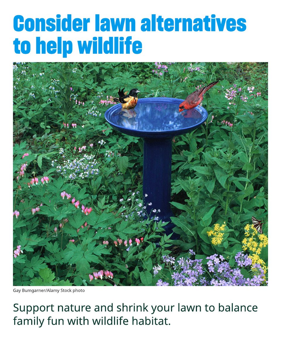 Shrink your lawn to balance family fun with a wildlife habitat. You'll be supporting nature and reducing the use and extra expense of water, fossil fuels, and chemicals.

Learn more: humaneworld.org/en/resources/c…