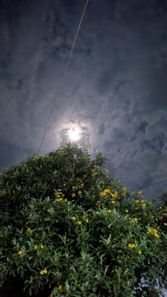 divmish_2003's tweet photo. Though I'm not good in photography 😭 still I'm trying.....
This weather feels something personal 🤌🏻💗
#Moonlight #NatureLovers #NightSky https://t.co/GNA38Ym6BH