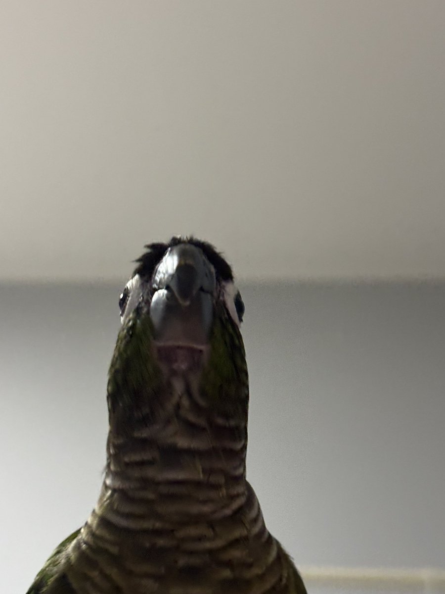 아침 일찍 새장 문 열어주고 다시 졸려서 누워 자려 하면 앵무새가 이렇게 나 꼬라봄